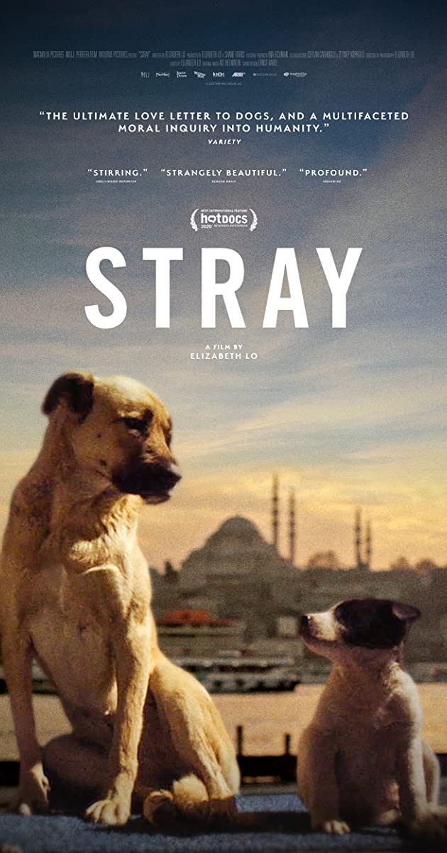 Stray – The Lyric Theatre